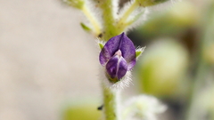 Lupinus shockleyi