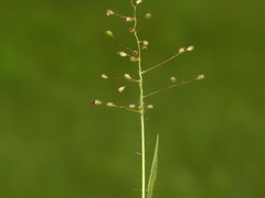 Dichanthelium boreale