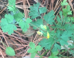 Corydalis flavula