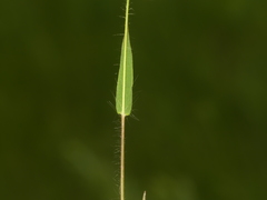 Dichanthelium boreale