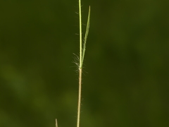 Dichanthelium boreale