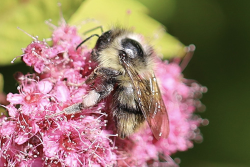 Fuzzy-Horned Bumble Bee photo 5