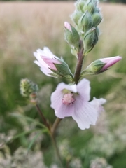 Sidalcea campestris