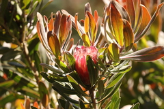 Protea compacta × susannae