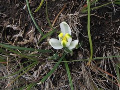 Albuca humilis