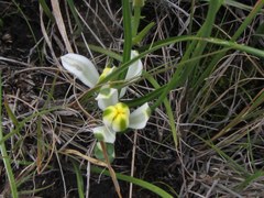 Albuca humilis