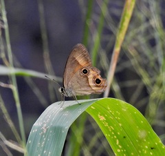 Hypocysta irius