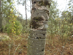 Alnus jorullensis