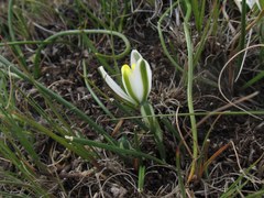 Albuca humilis