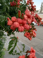 Campsis × tagliabuana