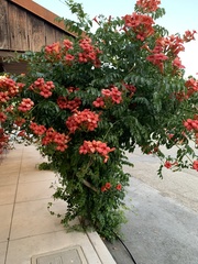Campsis × tagliabuana