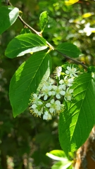 Prunus