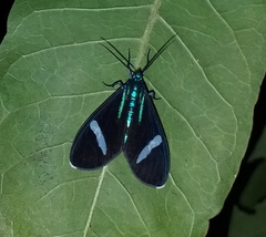 Mydromera notochloris