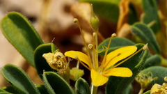 Cleomella obtusifolia