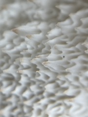 Spongiporus leucospongia