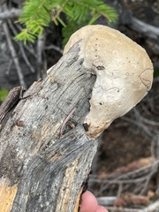 Spongiporus leucospongia