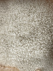 Spongiporus leucospongia