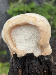 Spongiporus leucospongia