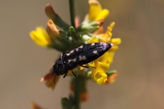 Acmaeodera retifera