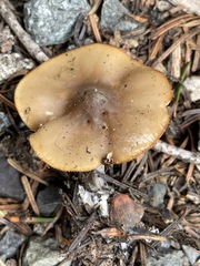 Clitocybe glacialis