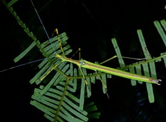 Anarchodes annulipes