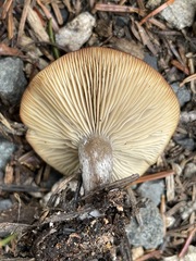 Clitocybe glacialis