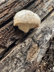 Spongiporus leucospongia