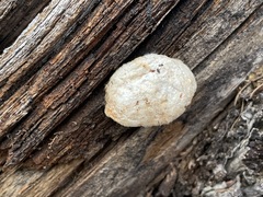 Spongiporus leucospongia
