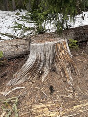 Spongiporus leucospongia