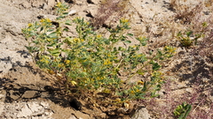 Cleomella obtusifolia