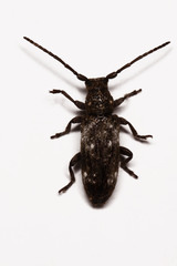 Apomecyna binubila binubila
