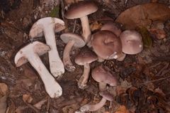 Tylopilus