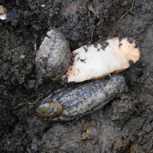 Mauge's Slug