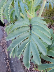 Melianthus