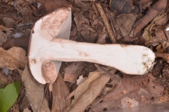 Tylopilus