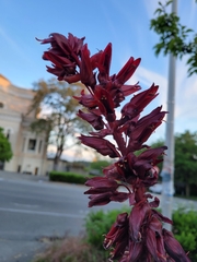 Melianthus