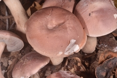 Tylopilus