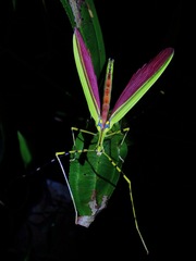 Anarchodes annulipes
