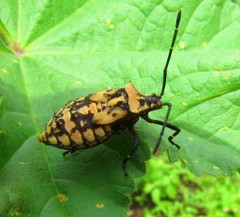 Camptischium