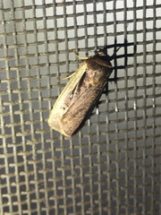 Ochropleura implecta