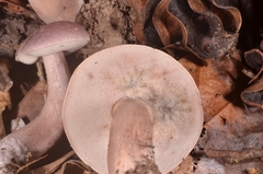 Tylopilus