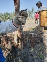 Crotalus polystictus