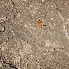Epelis truncataria