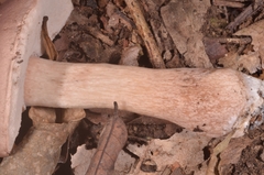 Tylopilus