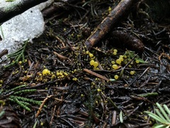 Chloroscypha flavida