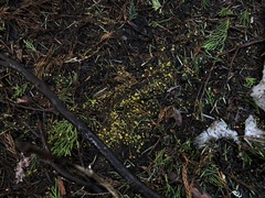 Chloroscypha flavida