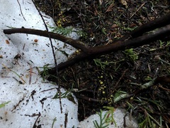 Chloroscypha flavida