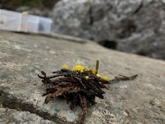 Chloroscypha flavida