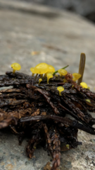 Chloroscypha flavida