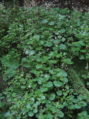 Crassula umbraticola